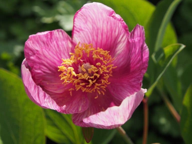 Paeonia daurica ssp mlokosewitschi svavelpion fröplantor Svenska