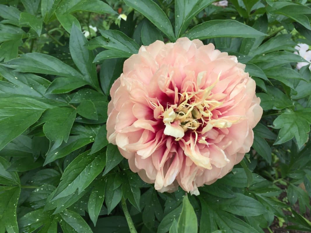 Пион Кэролайн констебль Paeonia Caroline Constabel