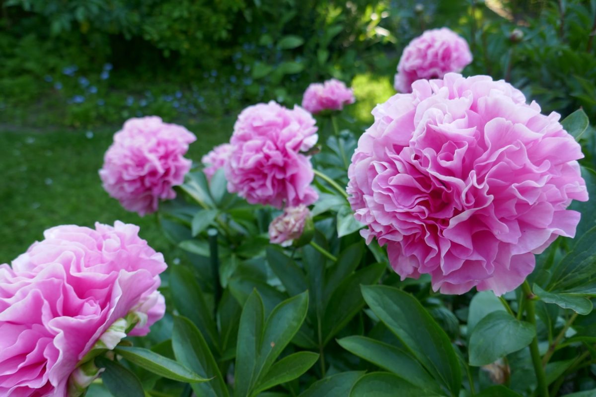 Пион carnation bouquet фото