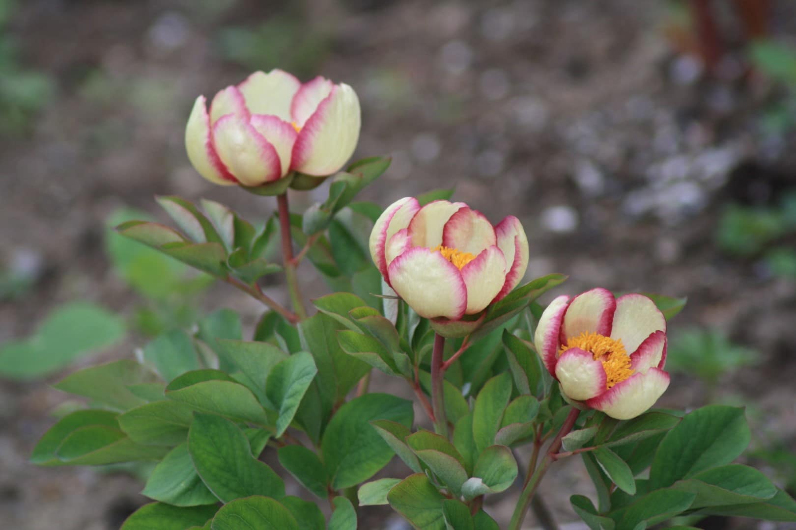 Paeonia daurica ssp mlokosewitschi (svavelpion / fröplantor) - Svenska