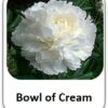 Bowl of Cream