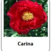 Carina