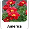 America