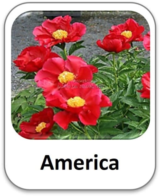 America