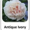 Antique Ivory