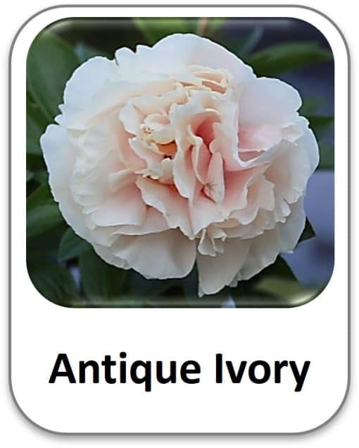 Antique Ivory