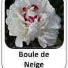 Boule de Neige