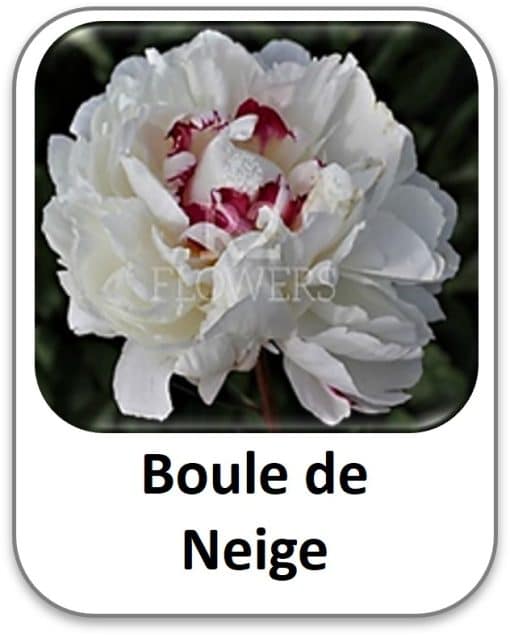 Boule de Neige