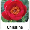 Christina