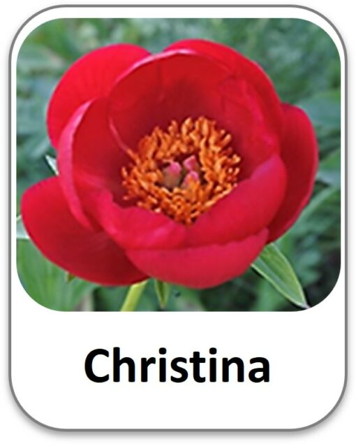 Christina