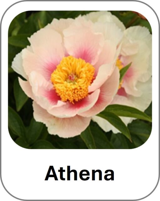 Athena