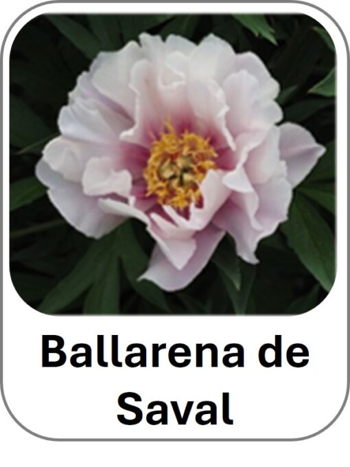 Ballarena de Saval