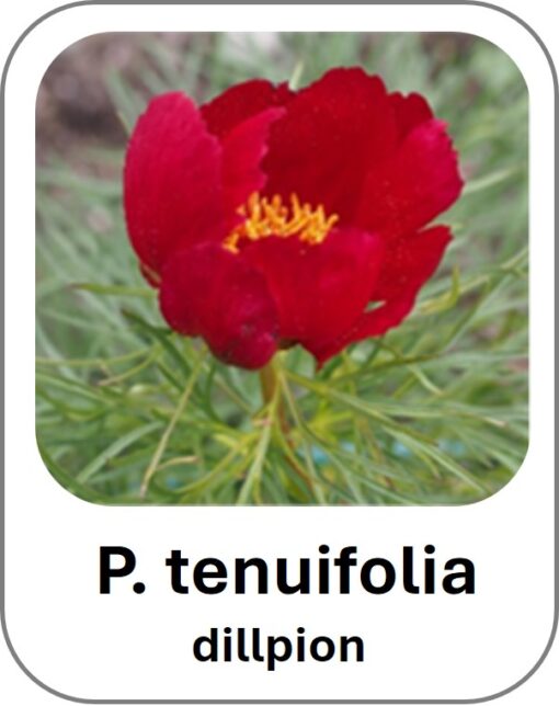 P. tenuifolia