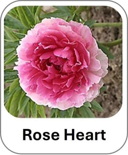 Rose Heart