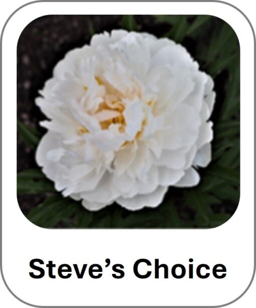 Steve's Choice