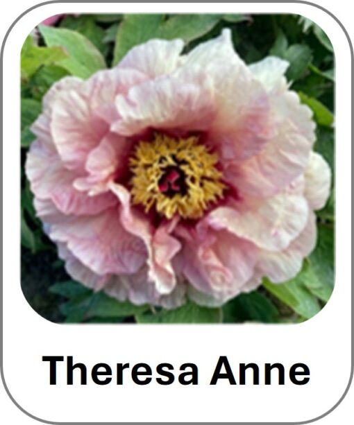 Theresa Anne